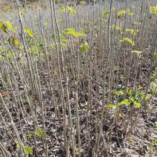 刺五加苗 种子种苗 辽宁桓仁发货 品质优 精选苗木 安全放心