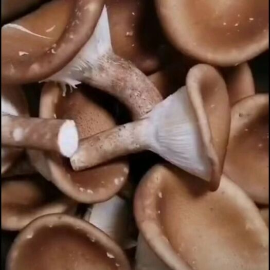 法库县猪肚菇菌种  猪肚菇母种试管