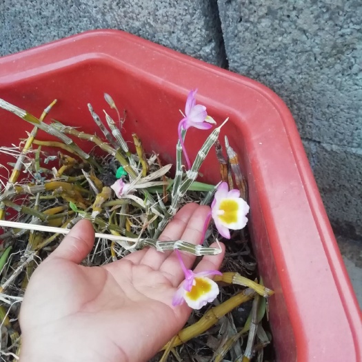 保山山乌龟 金不换