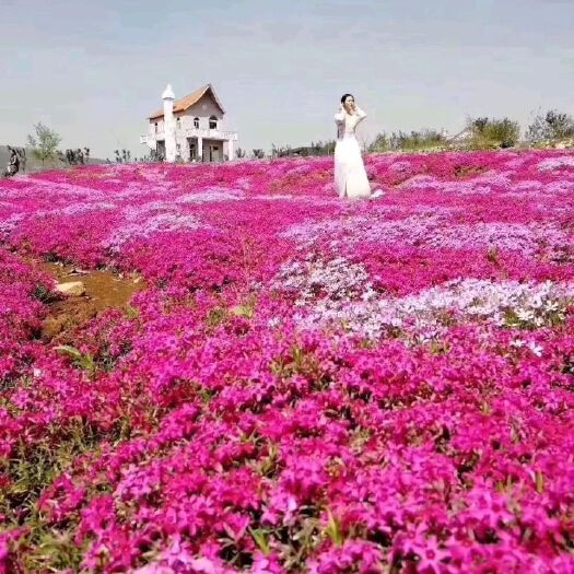 青州市 福禄考(芝樱)