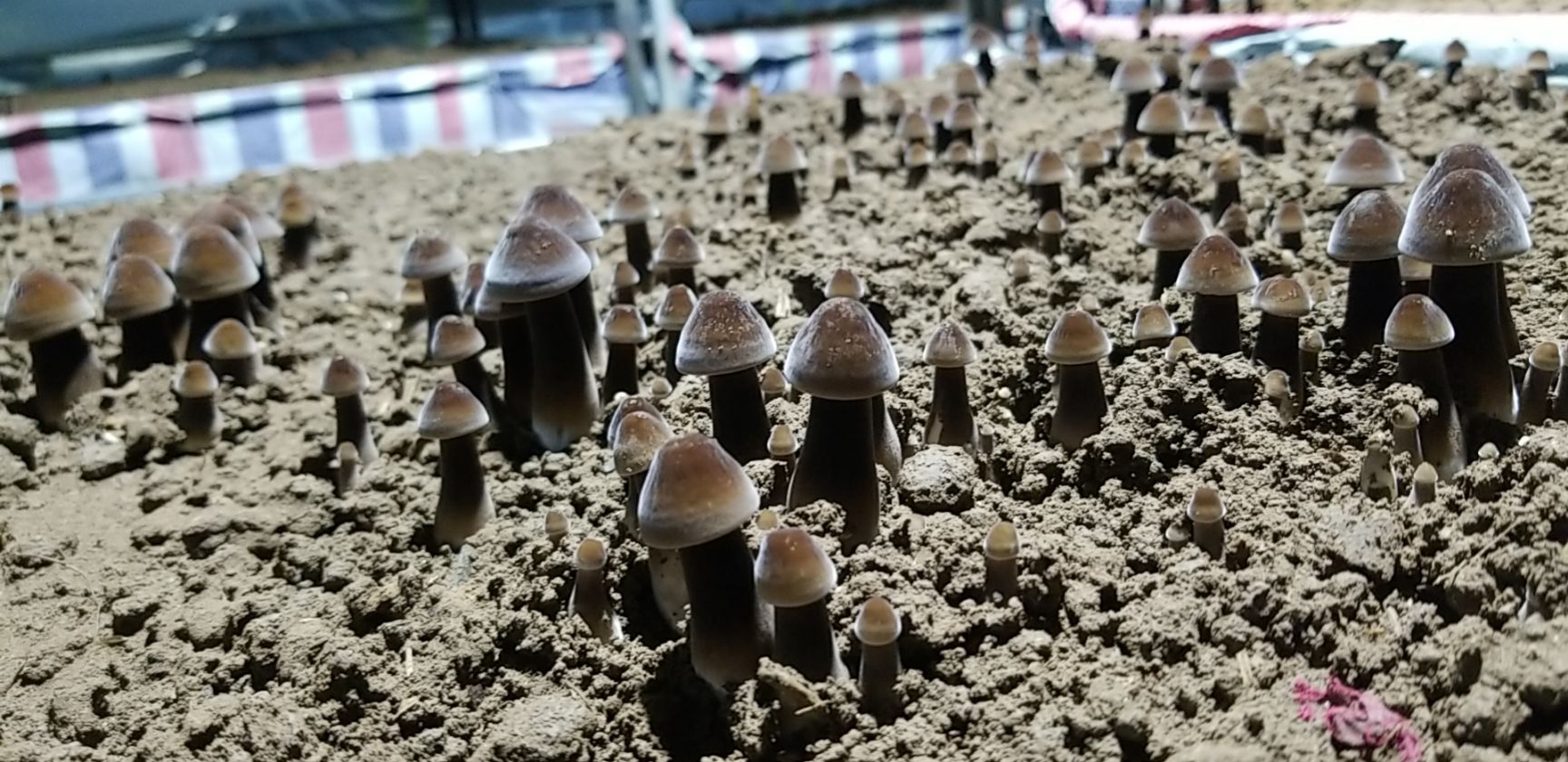 鸡枞菌菌种