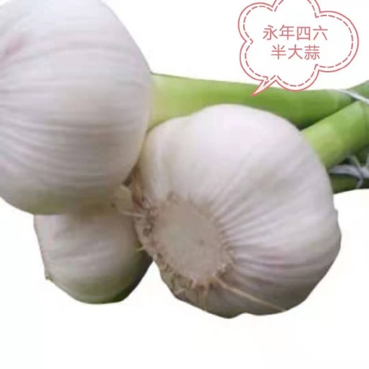 邯郸白皮蒜 河北邯郸 大蒜  鲜蒜