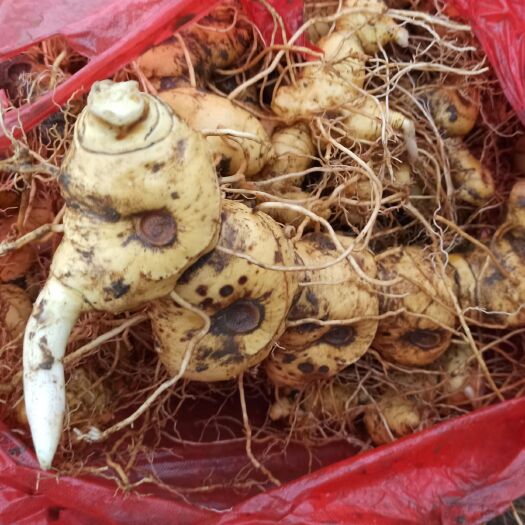 赤壁市甜黄精  鸡头黄精大块茎煲汤黄精加工黄精投料黄精块茎