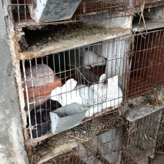 大邑县 巴蜀杂交兔，肉质好，个头大