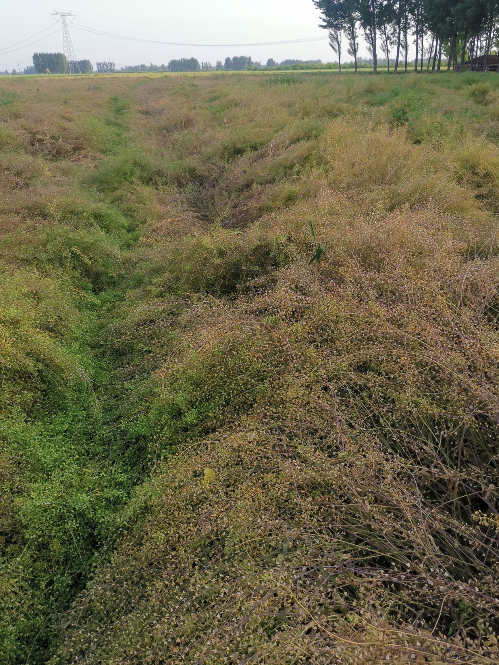 荠荠菜种子，基地优质种子，亩产4000斤左右