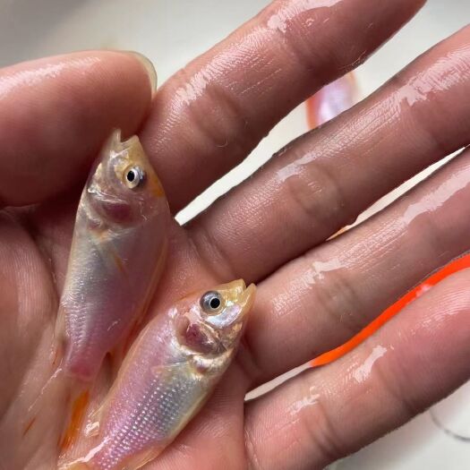 南宁罗非鱼苗  红罗飞鱼苗，一手货源，场地直销量大优惠，技术指导