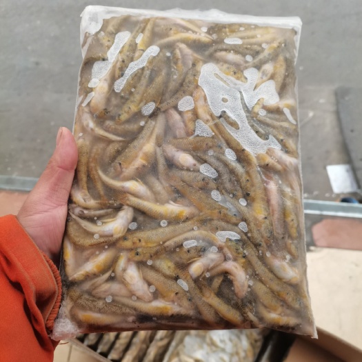 广州公鱼干 山坑鱼