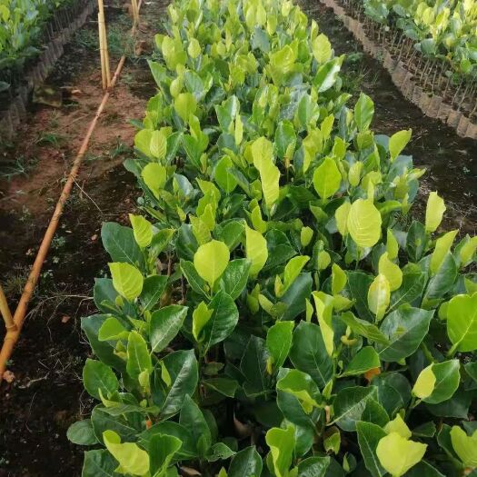 白沙县马来西亚一号菠萝蜜苗 马来西亚1号菠萝蜜