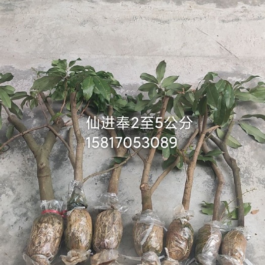 广州仙进奉荔枝苗 增城基岗仙进奉高压苗圈枝苗