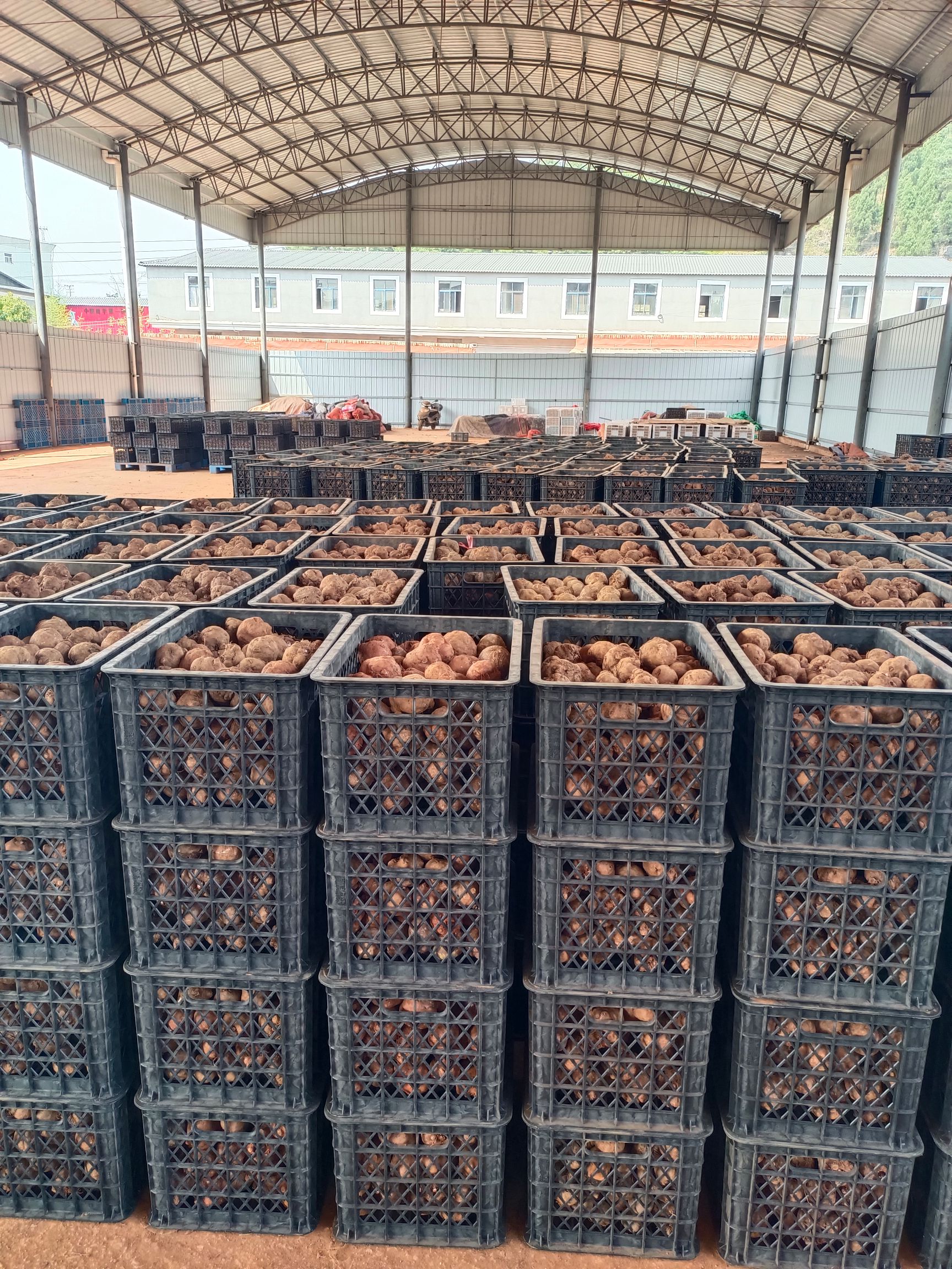 魔芋种子  【魔芋】大量有货批发，免费提供种植技术，全国包邮