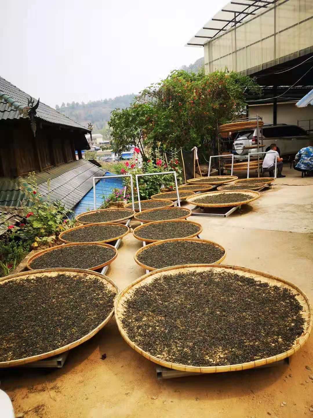  云南普洱茶