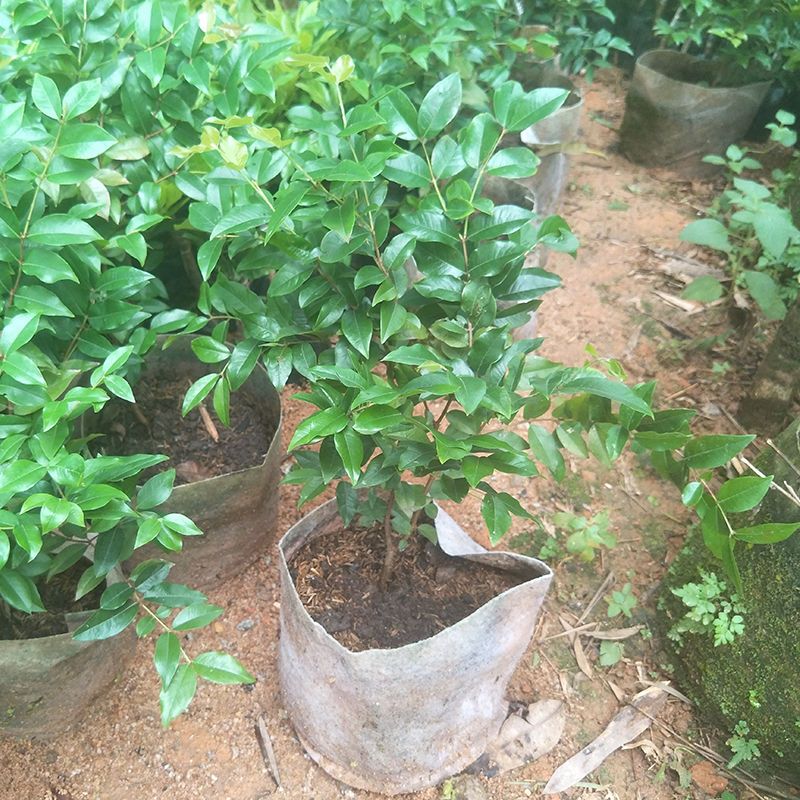 嘉宝果苗 嘉宝果树葡萄树苗沙巴四季早生红妃艾斯卡嘉宝果树苗四季结果