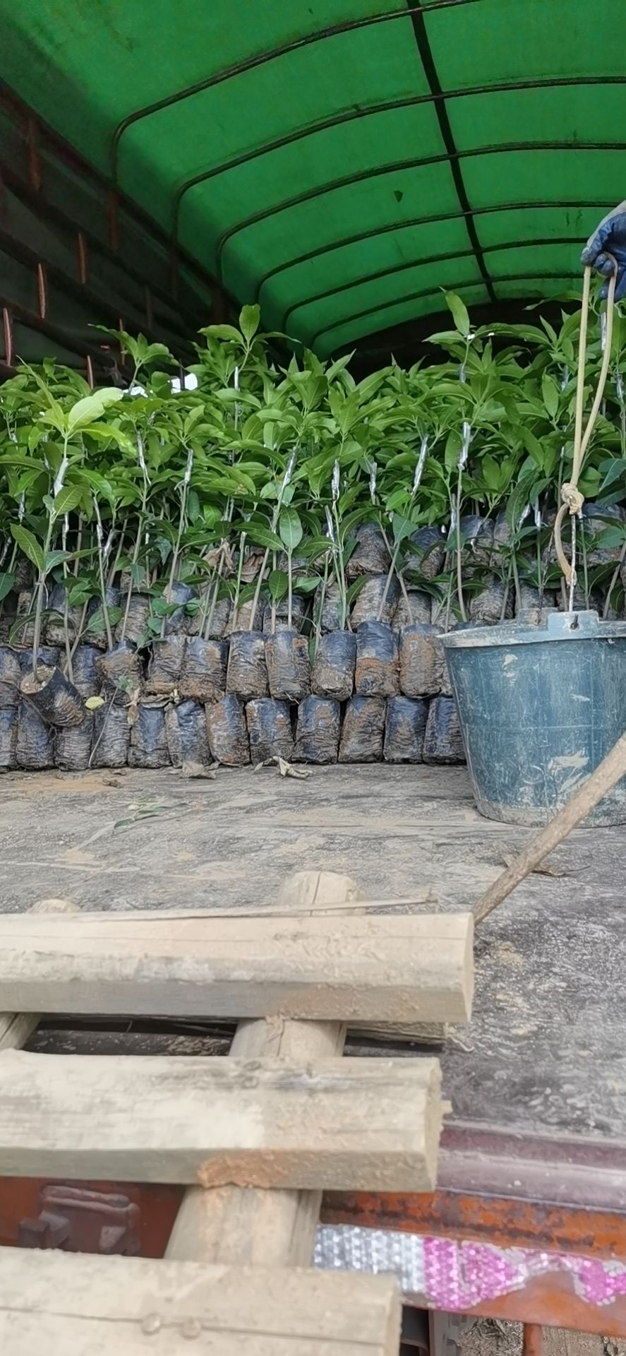 台农一号芒果苗  台农芒果香甜 果肉脆香甜 耐存
