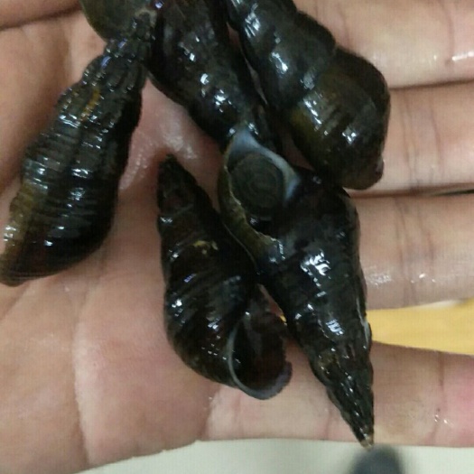 定南县 山坑螺批发