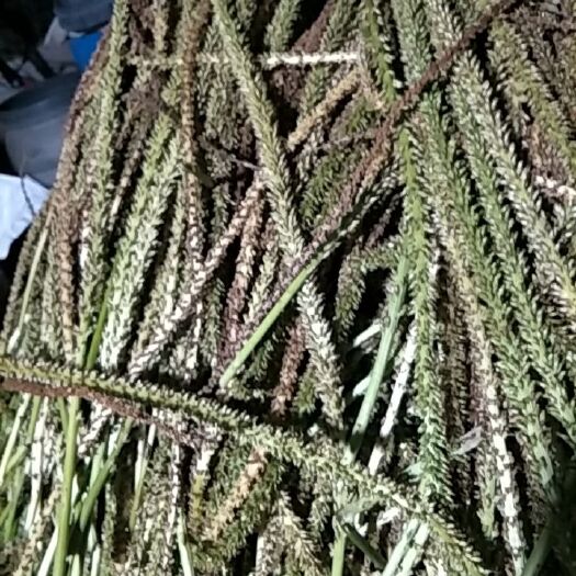 新干县 精品车前子