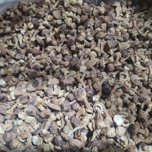 姬松茸现货，精选精品小菇，发货地贵州贵阳，欢迎来电