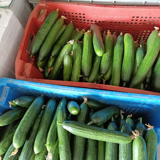 上海水果黄瓜 上海市上海市松江区 15~25cm