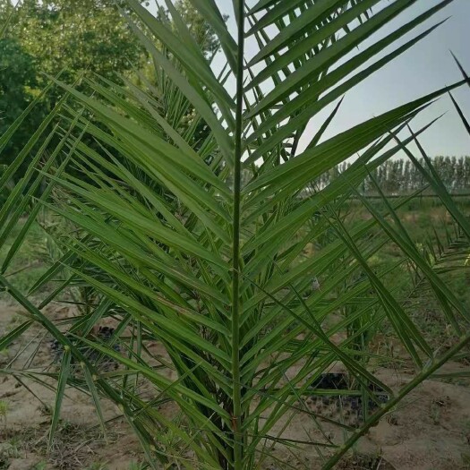 通许县刺葵 绿植(椰枣苗)