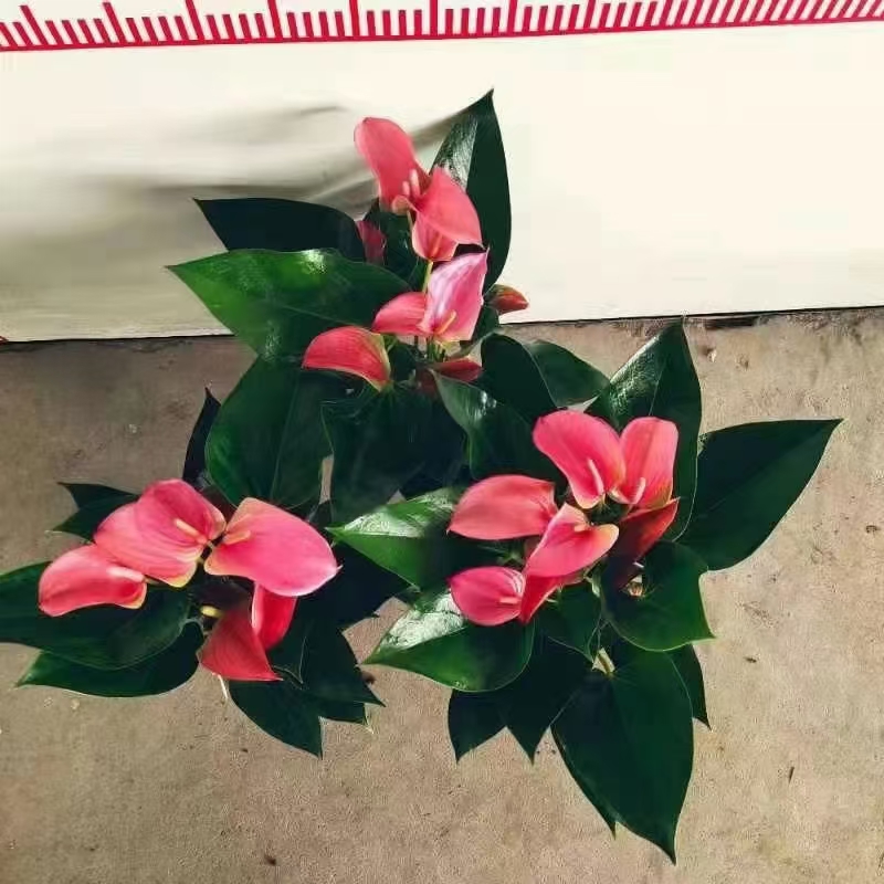 广州 【促销中】粉掌盆栽，基地直发