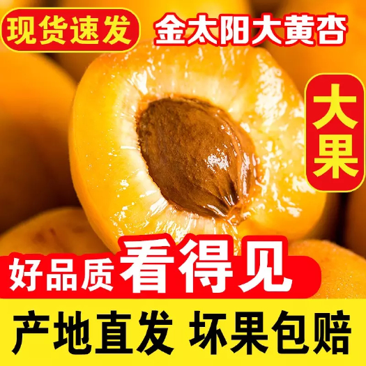 大荔县陕西特级金太阳杏 保质保量 放心采购 一手货源