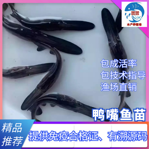 广州鸭嘴鱼苗/寻鱼苗/鳊嘴鱼苗/鸭嘴鱼水花/鱼苗场直供。