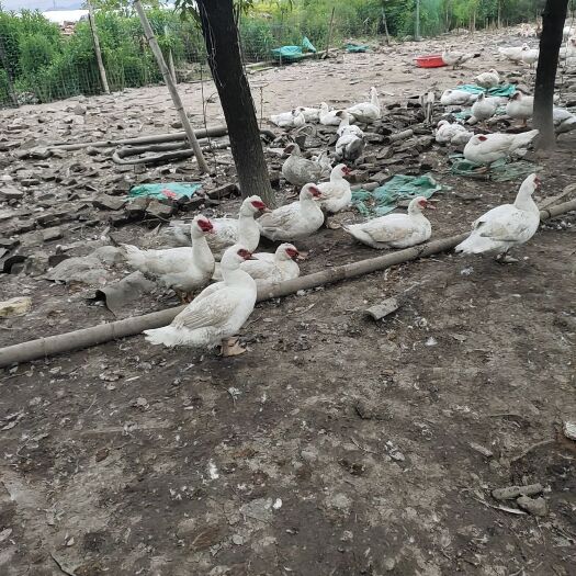 瑞安市番鸭 自家散养翻鸭