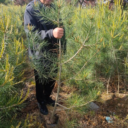 徽县白皮松杯苗大田定值50-2米基地直销质量保证