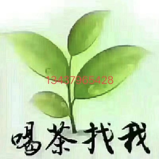 井冈山市云雾茶 高山野绿茶