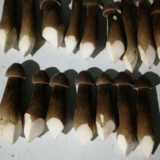 重庆市 黑皮鸡枞菌