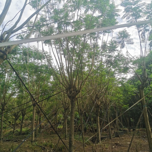 中山市尖叶蓝花楹  蓝花楹地苗容器苗大量生产基地