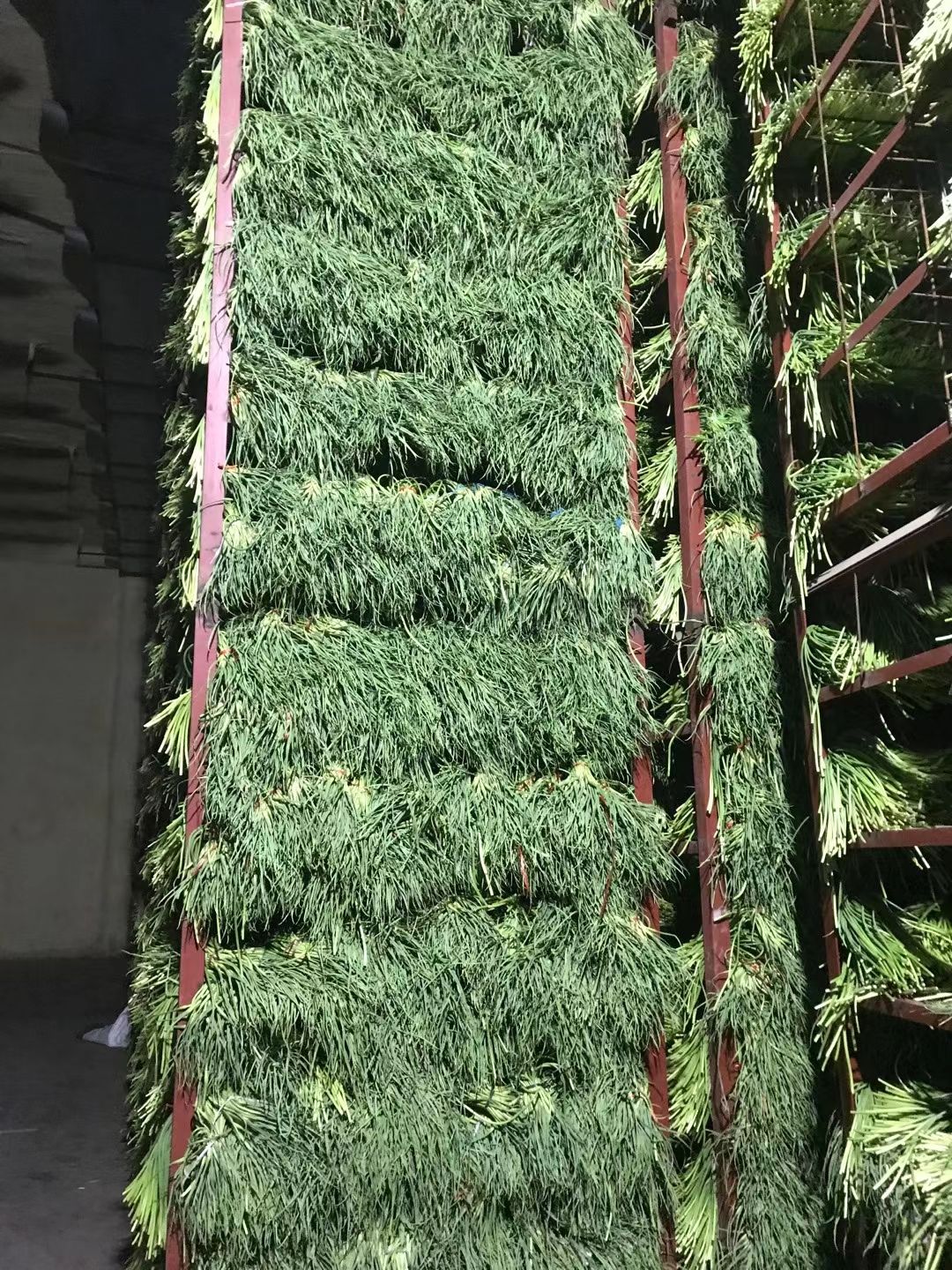 【新品】2025金乡红帽蒜苔专业储存代收代发各地市场批发