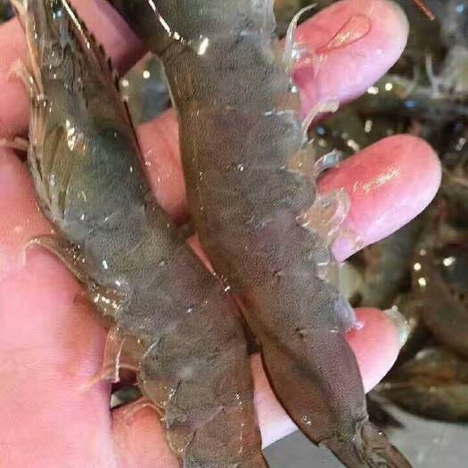 饶平县 海水养殖对虾