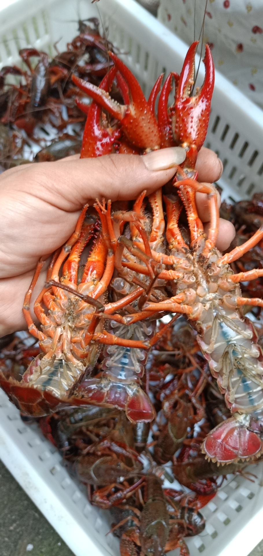 小龙虾