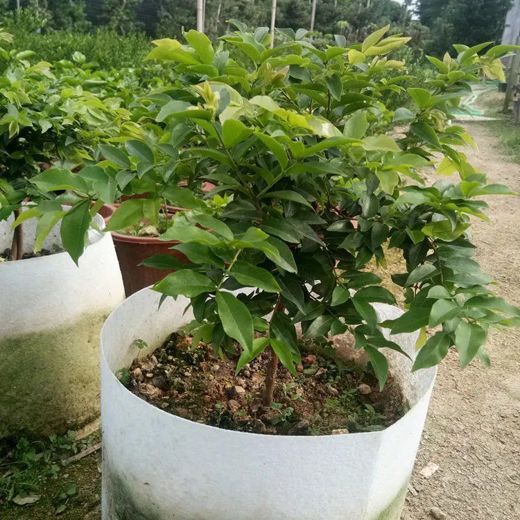 嘉宝果苗 嘉宝果树葡萄树苗沙巴四季早生红妃艾斯卡嘉宝果树苗四季结果