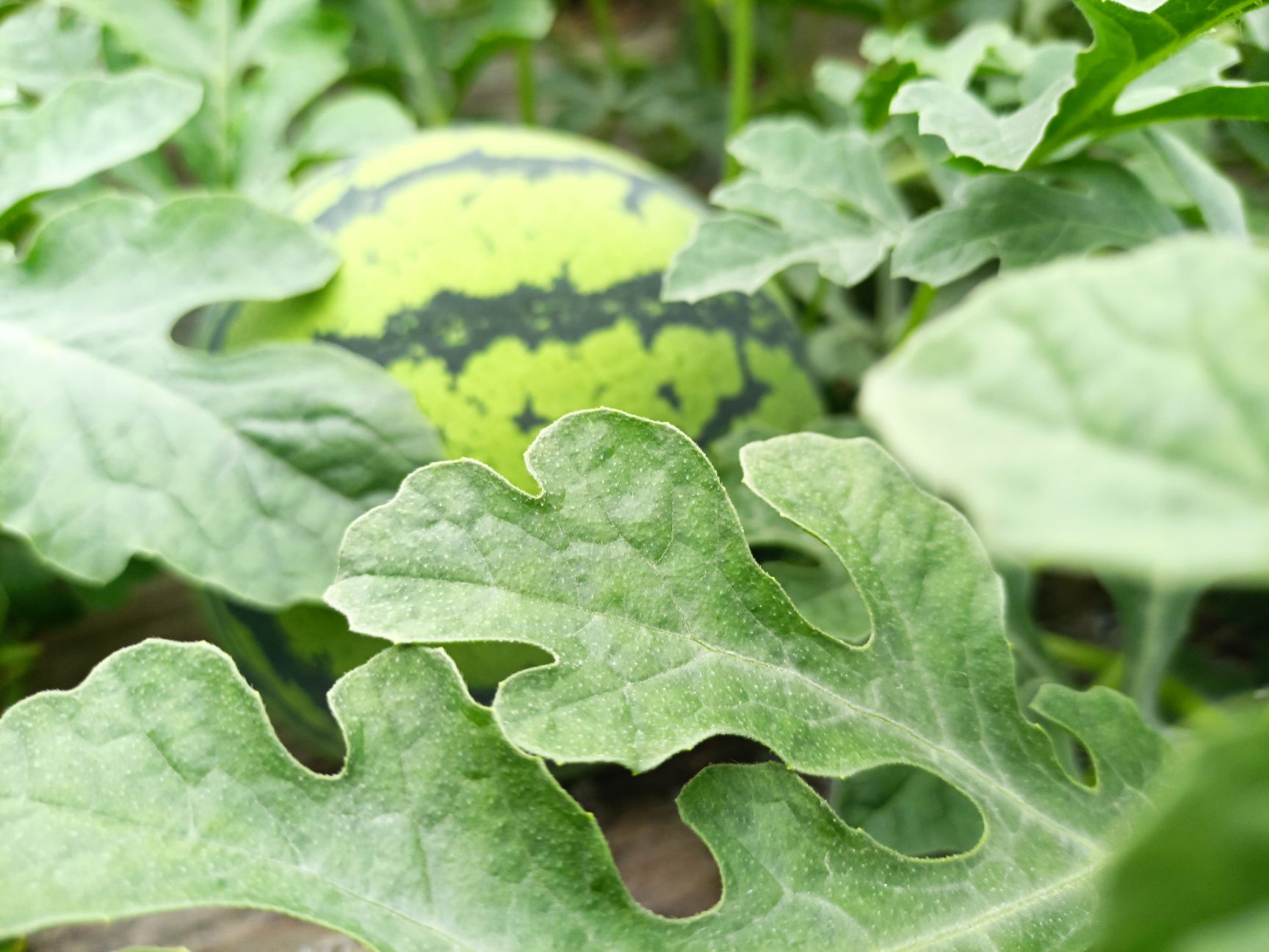 8424西瓜 上海市上海市浦东新区 1茬 一级 