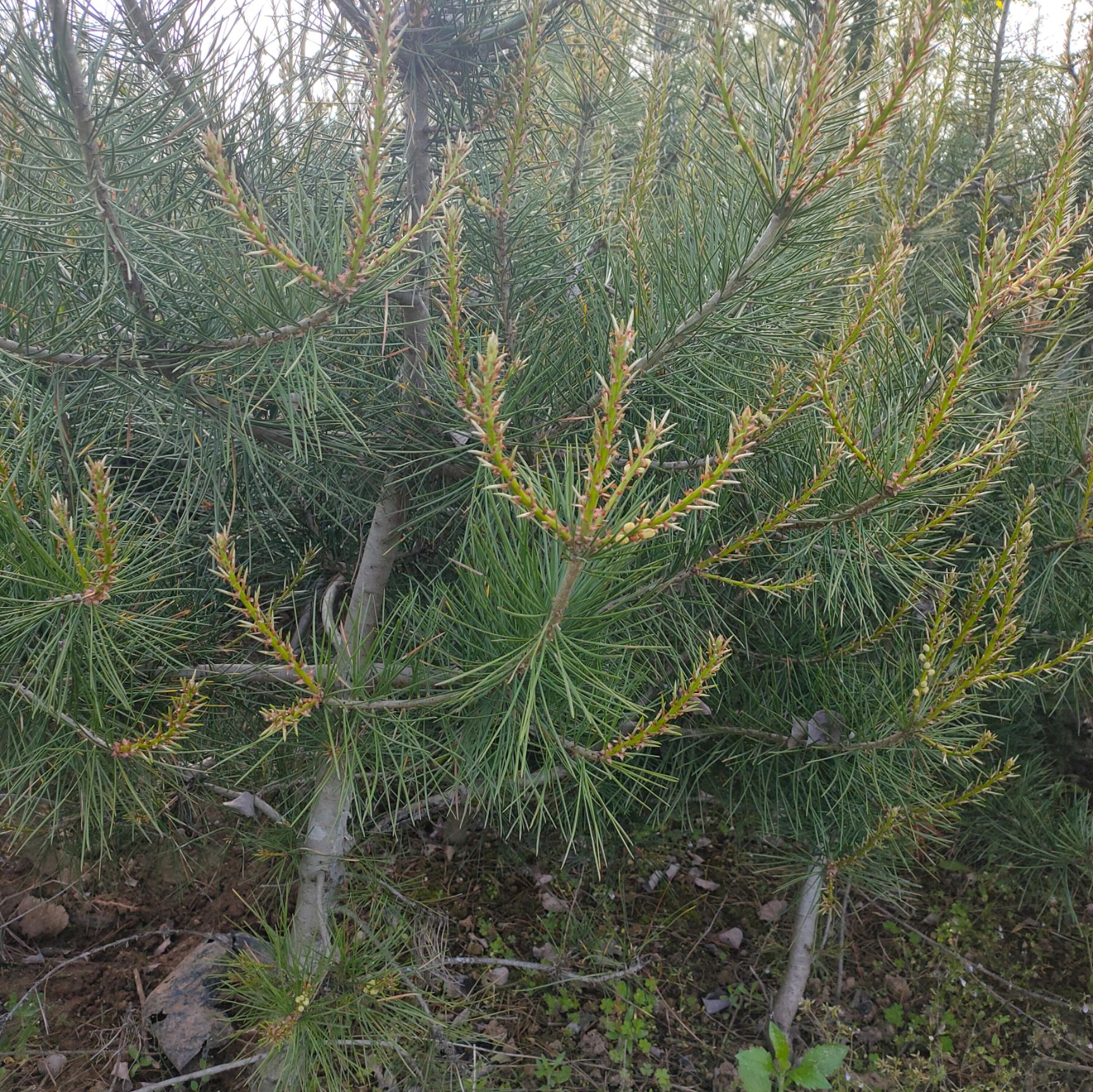 白皮松杯苗大田定值50-2米基地直销质量保证