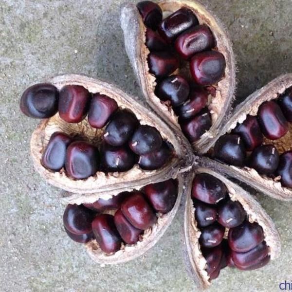 牡丹籽，芍药籽，芍药籽，油用牡丹籽