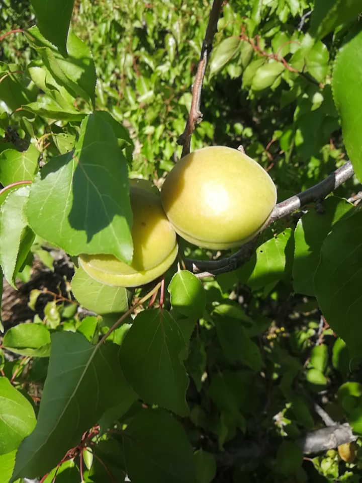 金太阳杏 金太阳果脯杏