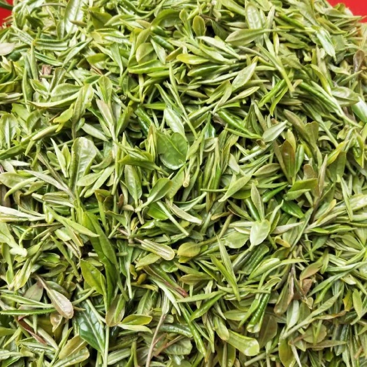 五莲县碧螺春 日照绿茶 茶叶种植在半山腰上 纯手工炒 无打药肥料 自然生长