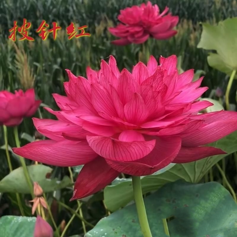 荷花盆栽  精品单瓣荷花苗 重瓣荷花苗  盆载荷花苗  池塘