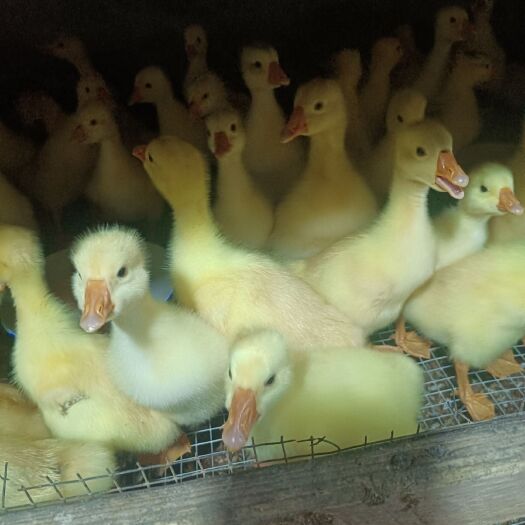 思南县脱温鸡苗 鸡苗，鹅苗，鸭苗，品种齐全疫苗齐全