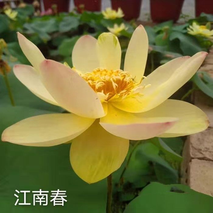 荷花盆栽  精品单瓣荷花苗 重瓣荷花苗  盆载荷花苗  池塘