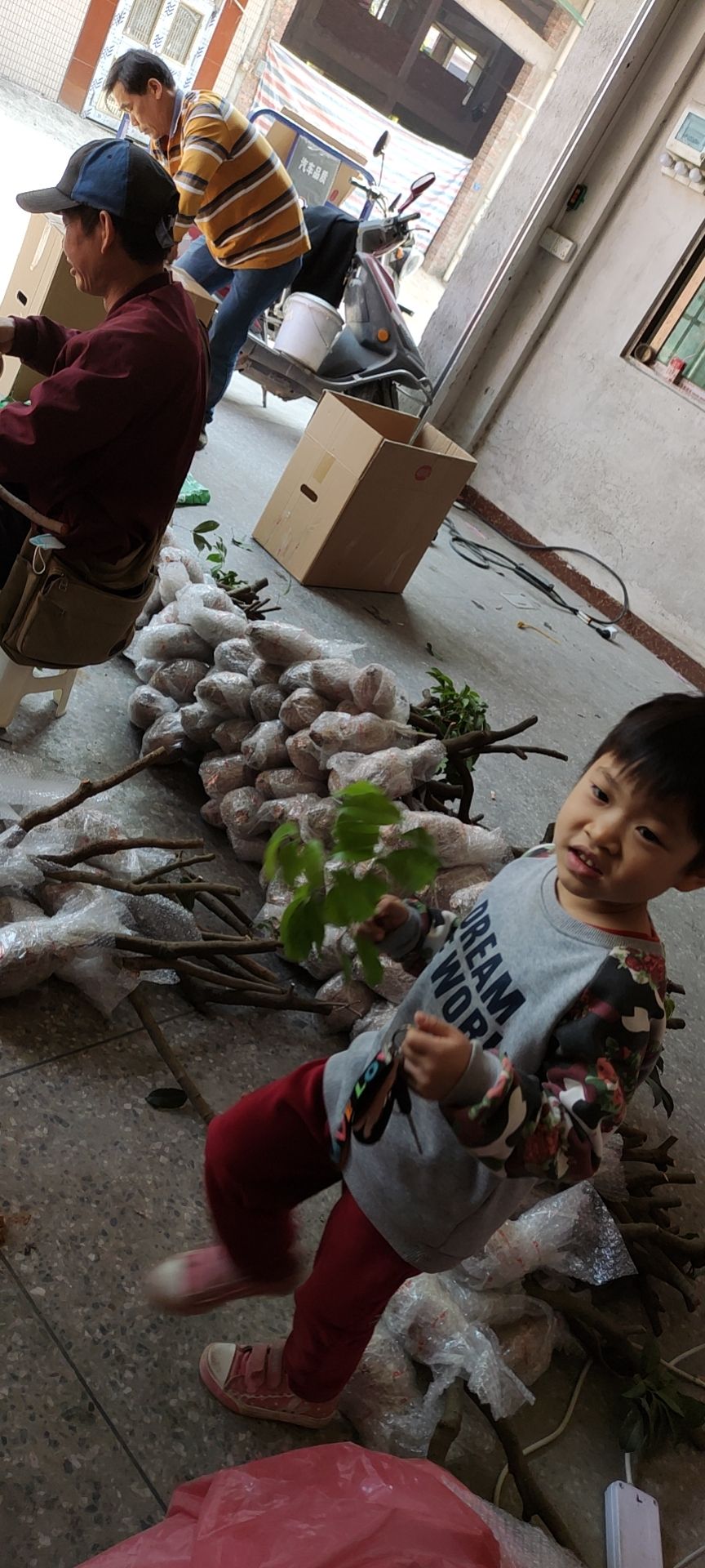 仙进奉荔枝苗  仙进奉高压苗 增城基岗仙进奉高压苗圈枝苗