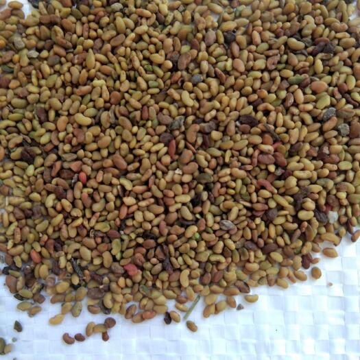 新产紫花苜蓿种子 苜蓿草种子 没包衣净籽 牧草种子