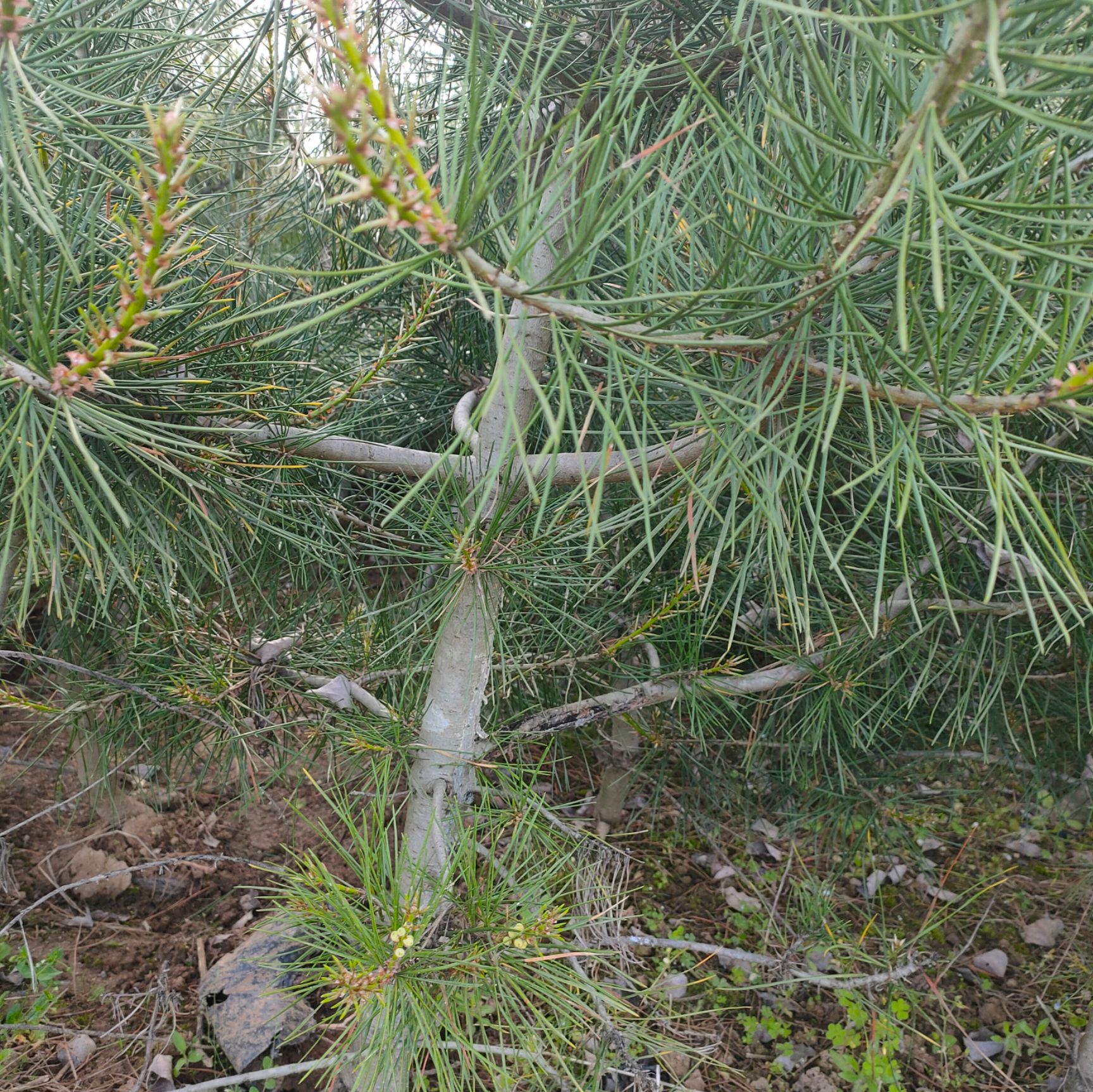 白皮松杯苗大田定值50-2米基地直销质量保证