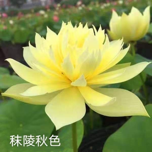 荷花盆栽  精品单瓣荷花苗 重瓣荷花苗  盆载荷花苗  池塘