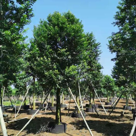 中山市铁冬青  铁东青大量生产基地批发价