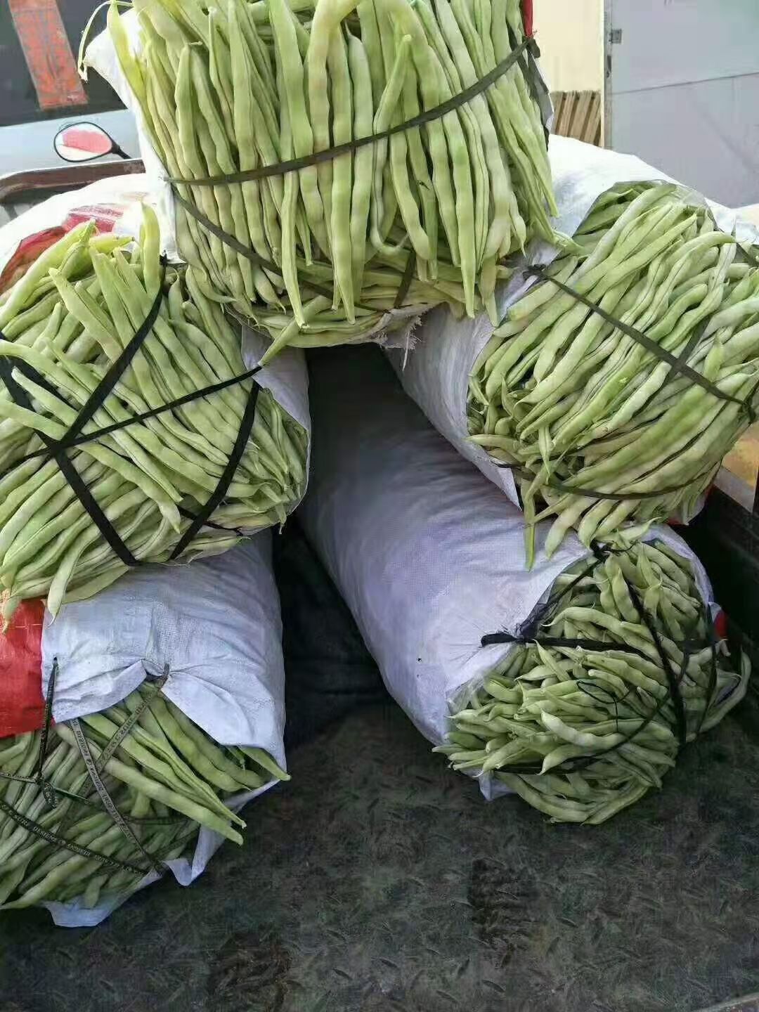 芸豆豆角，白不老大量上市，产地一手货源。