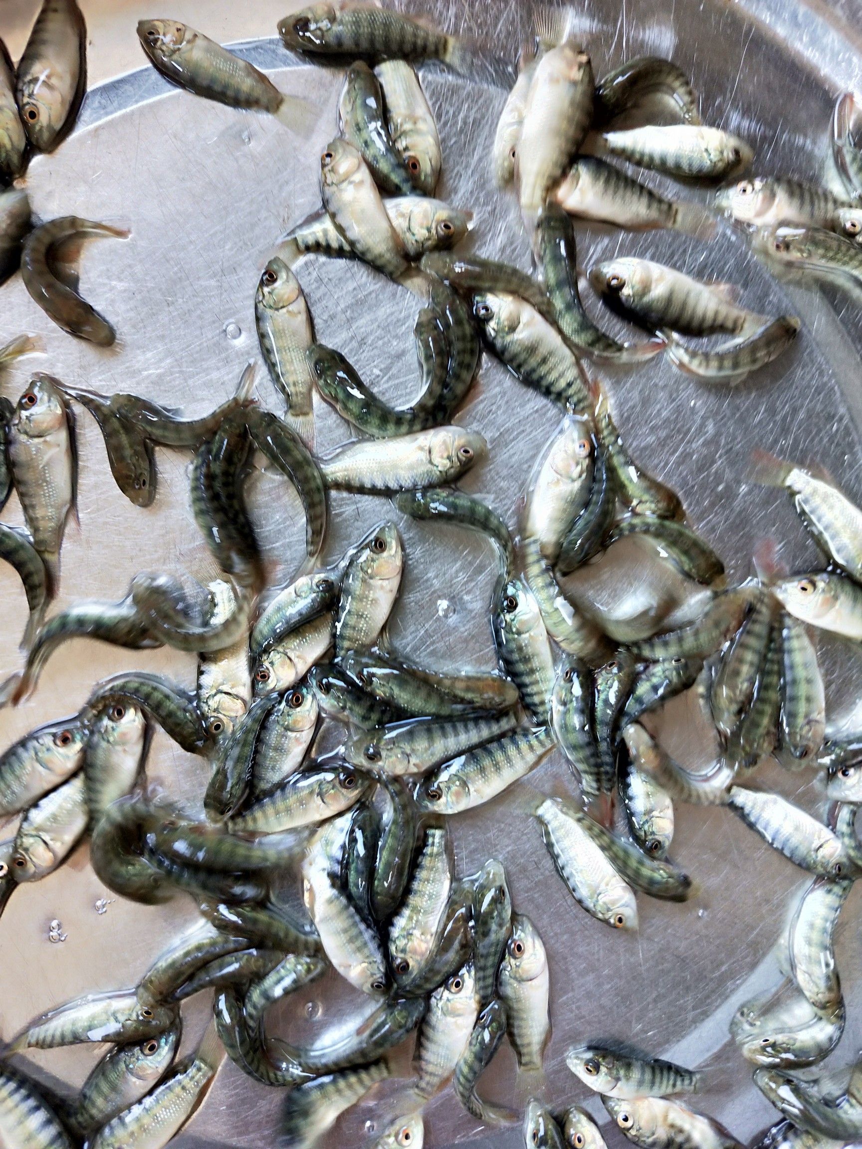 罗非鱼苗 海南1号