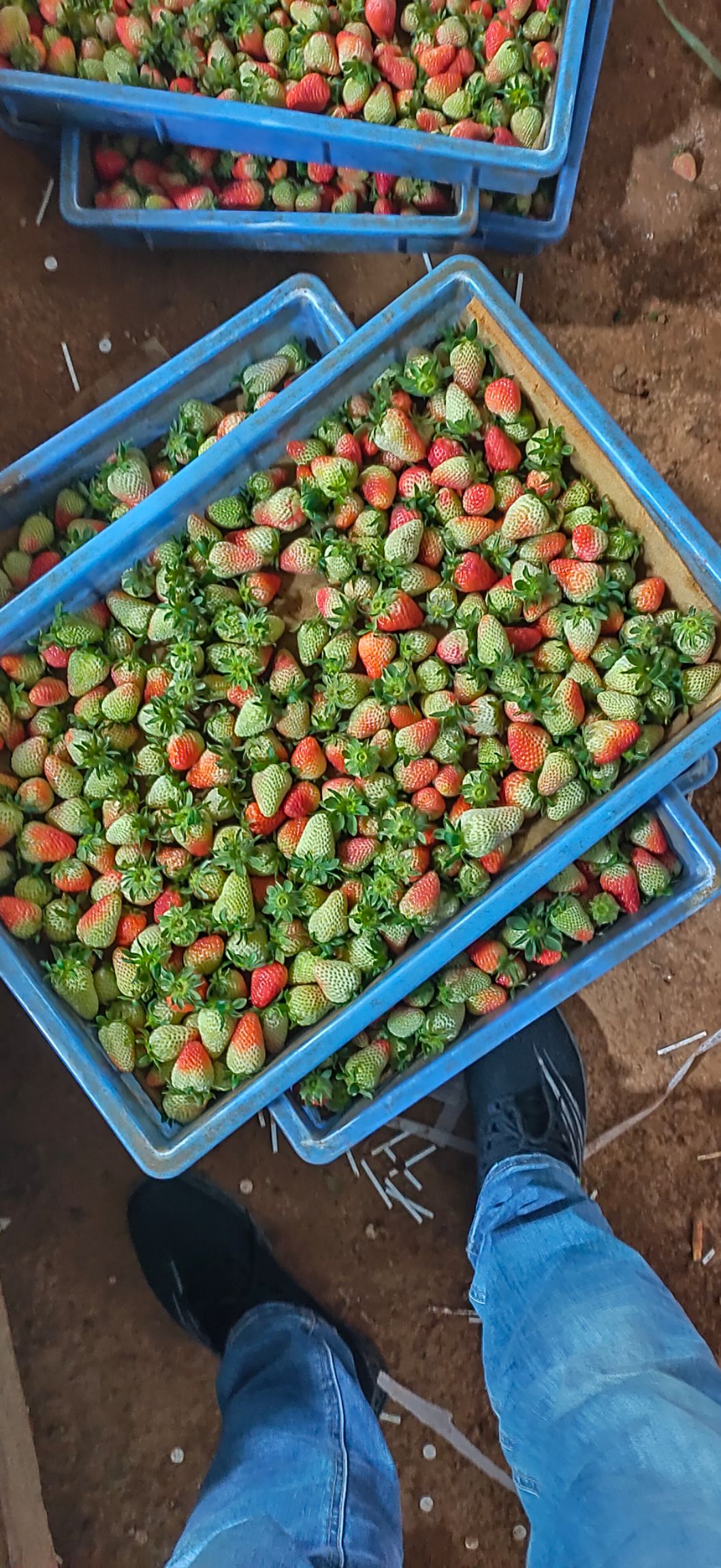 蒙特瑞草莓 万亩草莓批发基地